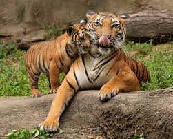 Tigers